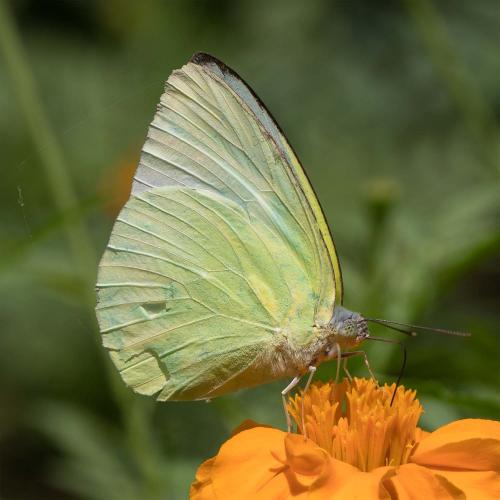 Catopsilia pomona